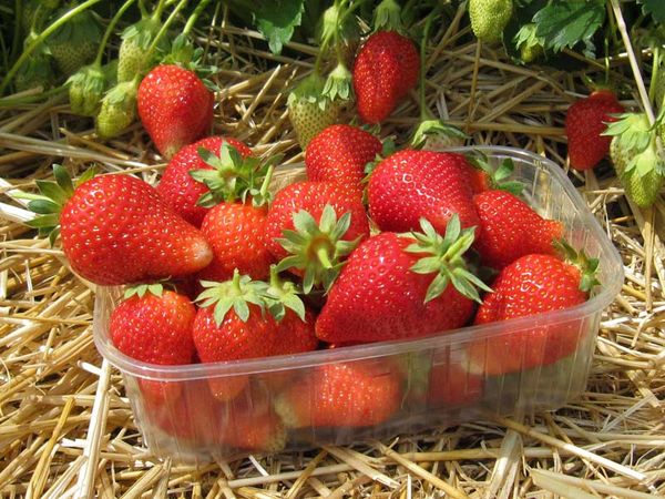  Alba Strawberry