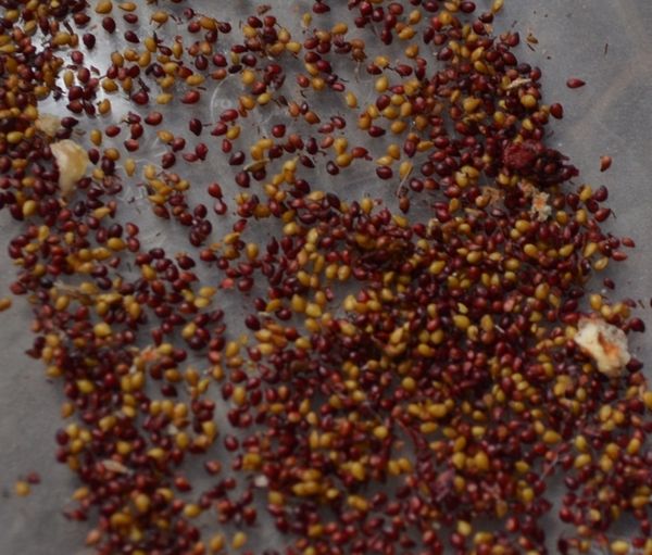  Alba strawberry seeds