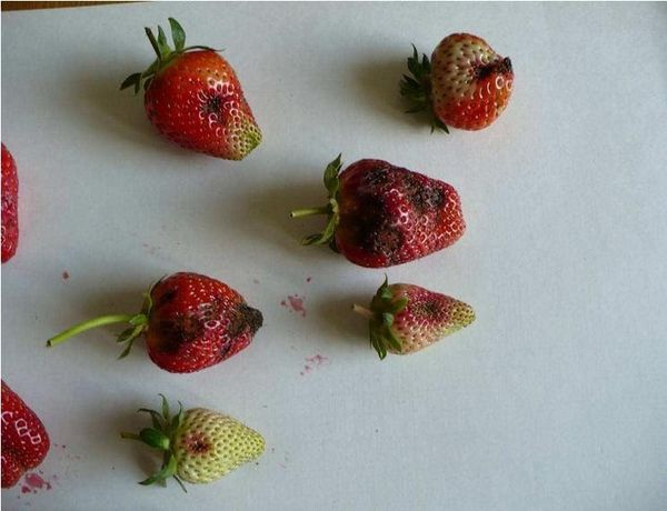  Alba may be affected by anthracnose