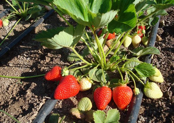  Alba berries have a sweet taste with a slightly sour taste.