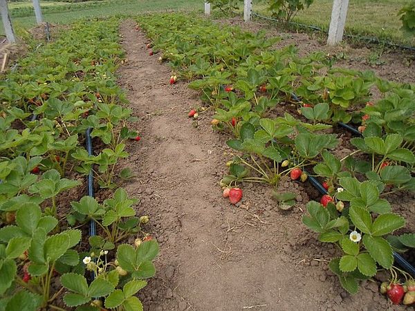  Albu grown in well-lit areas