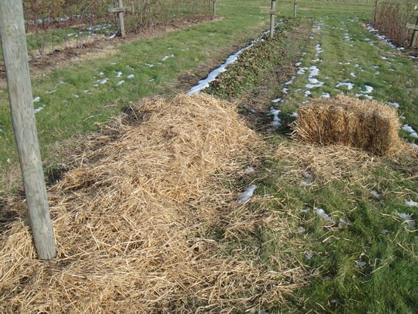  For the winter, Albu must be sheltered