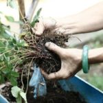  The bush is dug along with the earthy ball