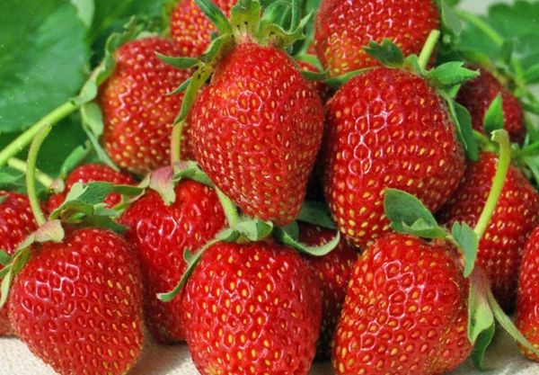  Strawberry Albion