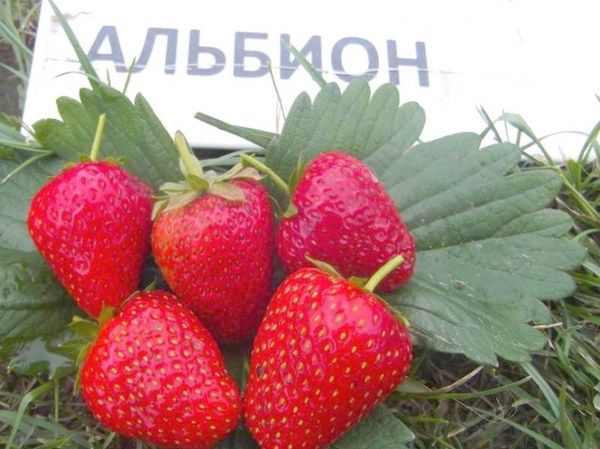  Variety of strawberries Albion has large fruits weighing about 50g