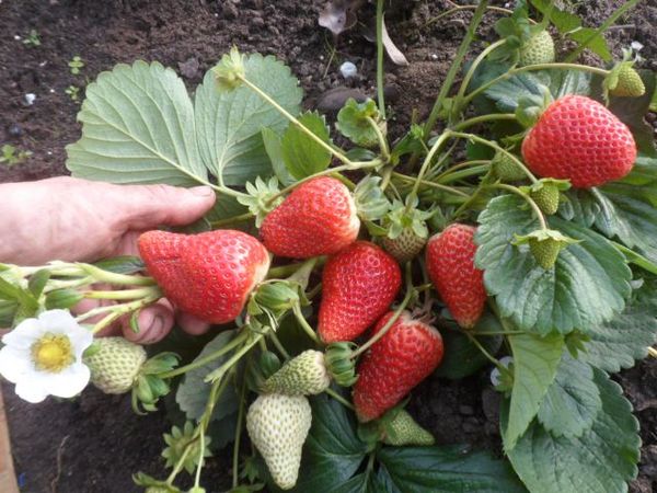  Variety Albion is resistant to fungal diseases