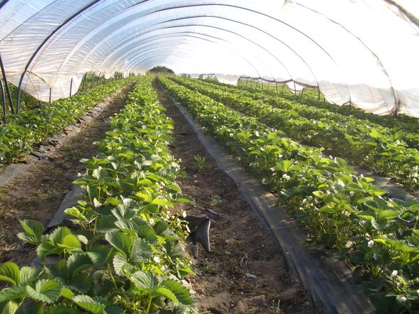  When grown in temperate climates, it is necessary to create shelter
