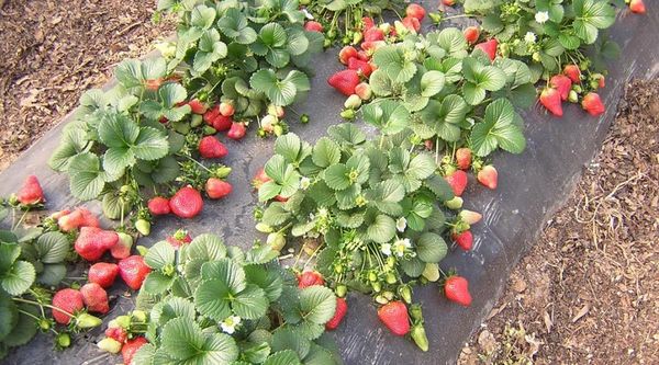  If you plant Albion strawberries in autumn - the first harvest will be in summer