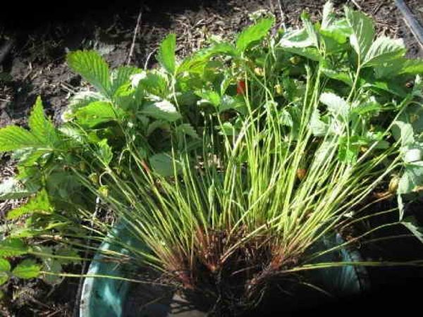  The most reliable way of breeding strawberries Albion - dividing the bush