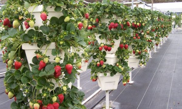  A strawberry strawberry hedge
