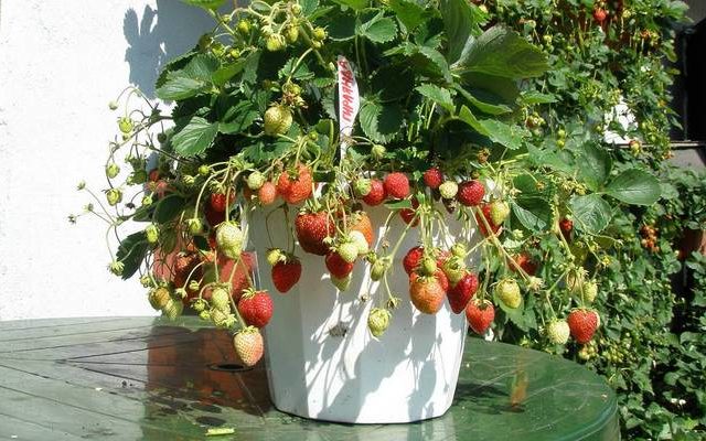 Ampelnaya strawberry