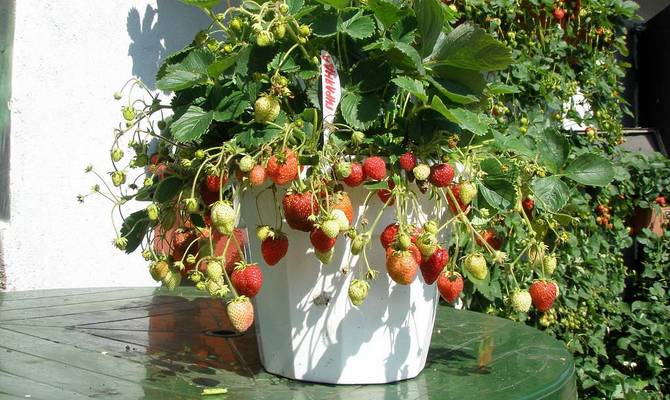  Ampelnaya strawberry