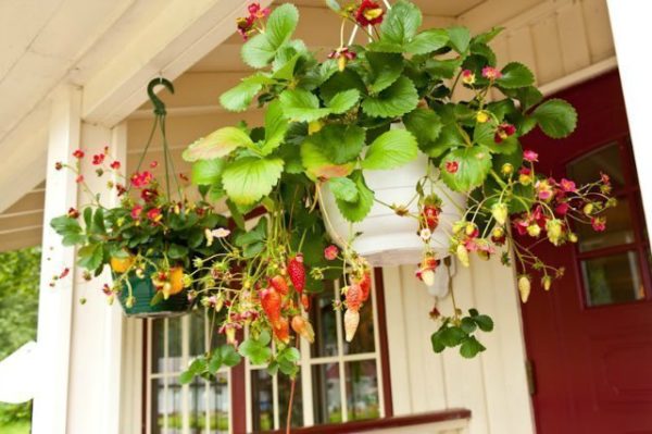  Strawberry ampelnaya in pots