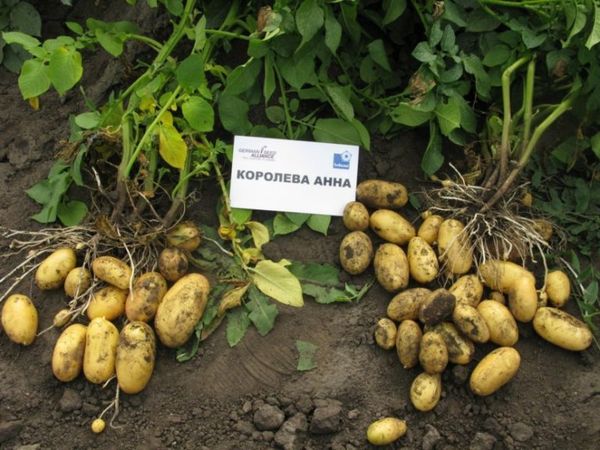  Patate Queen Anne