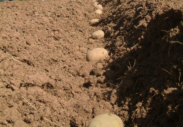 Piantare è fatto con tuberi interi.