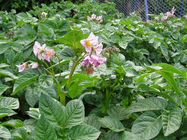  Per lo sviluppo di successo dei tuberi è necessario raccogliere i fiori