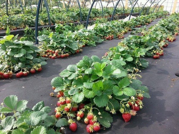  Nesting method of planting strawberries Lambada