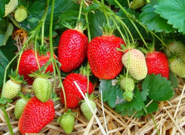  Strawberry variety Asia