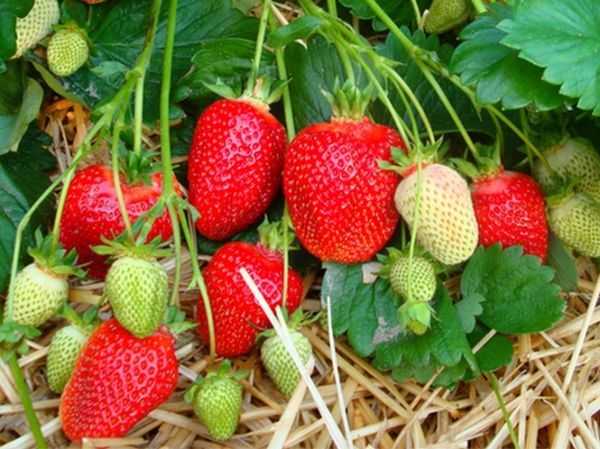  Strawberry variety Asia
