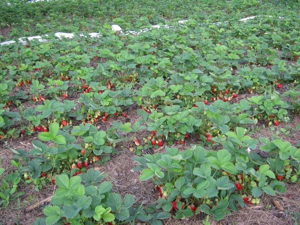  Asia variety grows well in humus rich soils
