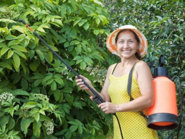  Ψεκασμός φυτών αφέψημα φλούδας κρεμμυδιού