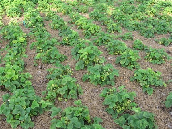  The best place for strawberry Malvina will be a plot with a flat surface.