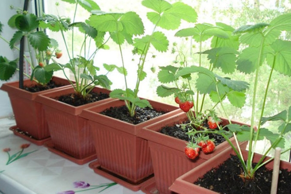  Glazed balconies located on the south side are most suitable for growing berries.