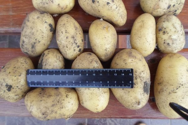  Prime patate di Colombo