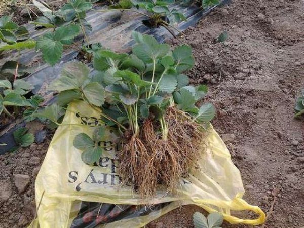  Planting of seedlings of strawberries by Vicoda takes place in early spring or at the end of August.