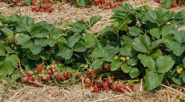  Strawberry first grader in the garden