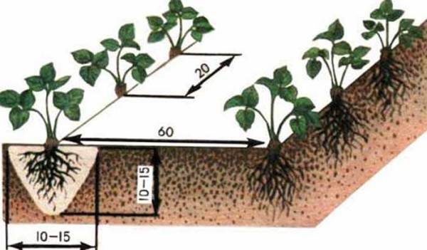  Scheme proper planting strawberries Masha