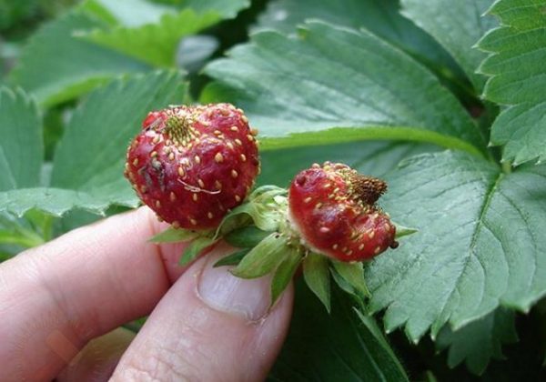 Strawberry berries, deformed nematode