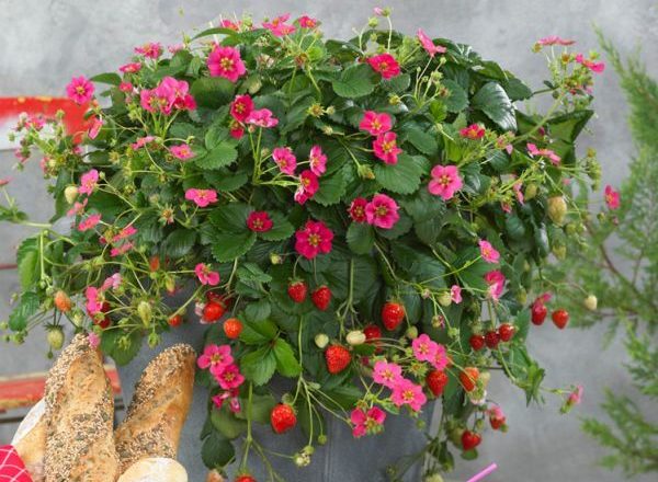  Strawberry Tuscany
