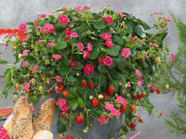  Strawberry Tuscany