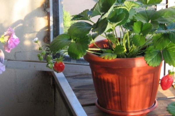  Crates and pots for planting should have drainage holes.