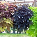  Ipomoea yam în design peisagistic