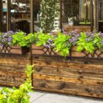  Ipomoea yam în design peisagistic