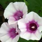  Ipomoea flori de yam