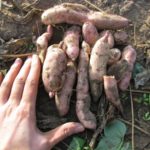  Ginseng roșu