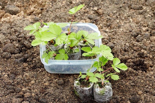  It is possible to plant a grade in the spring, in the summer and in the fall