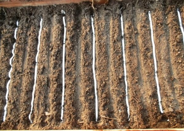  Planting onions with seed tapes