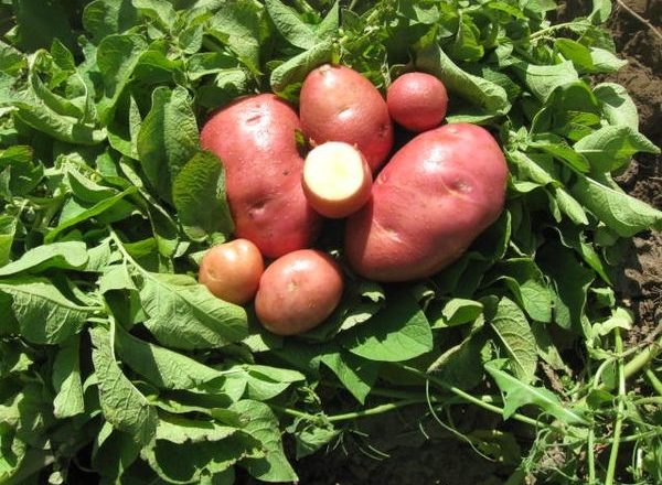  Patate di Bellarosa