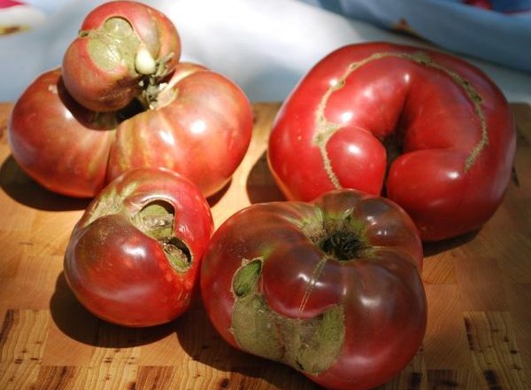  Doenças de tomates e mudas