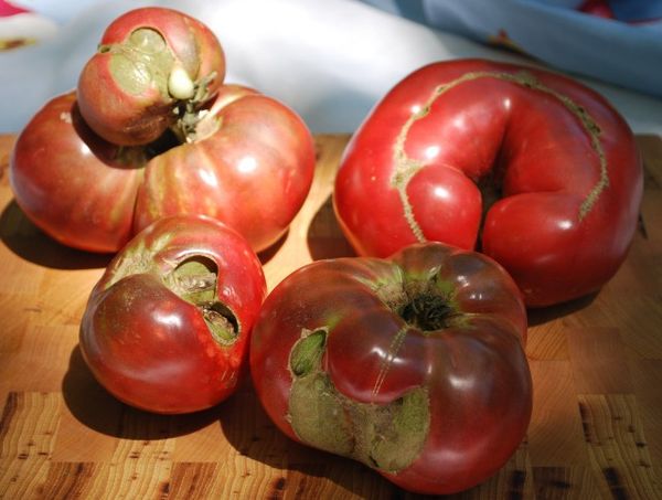  Doenças de tomates e mudas