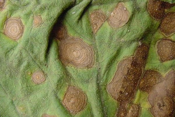 Alternaria