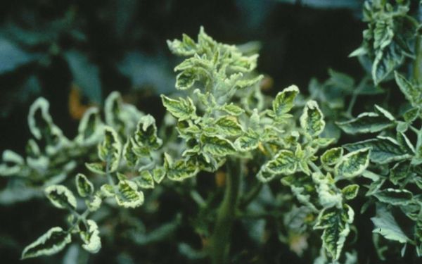 Onda foliar clorada