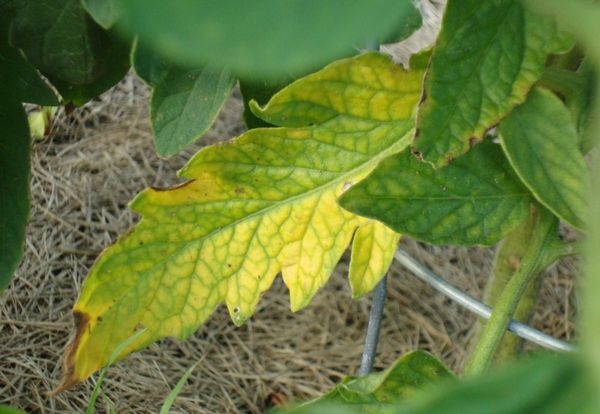 Tomates amarelados