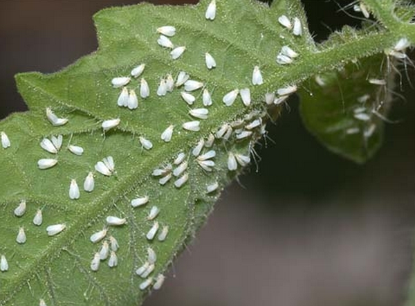 Mosca branca