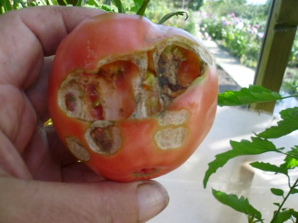 Wireworm
