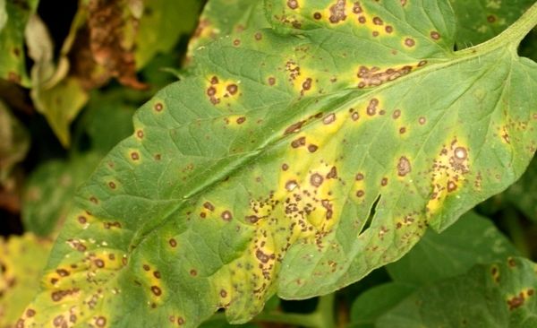 Septoria